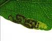 0100 (4.026) Stigmella oxyacanthella